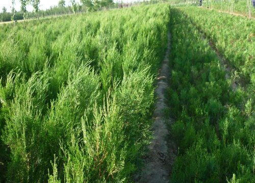 侧柏叶是什么树的叶子