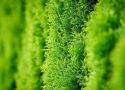 侧柏叶是什么树的叶子