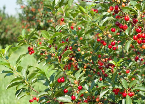 樱桃树几月份上水溶肥