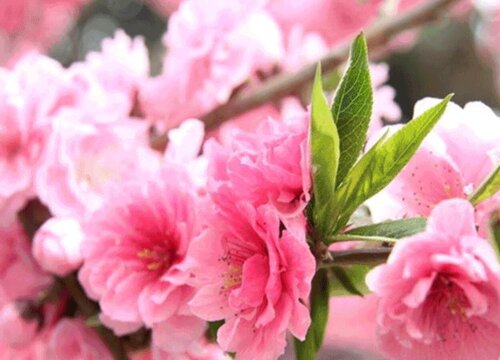 樱花在什么季节开放