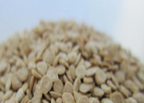 大番茄种子怎么种植