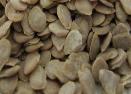 大番茄种子怎么种植