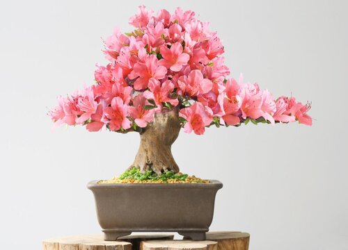 安酷杜鹃耐寒吗