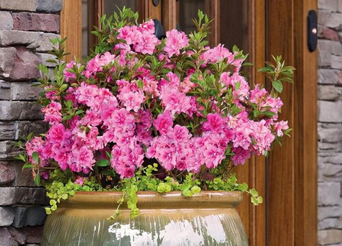 安酷杜鹃耐寒吗