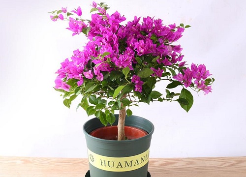 三角梅如何修剪长势旺盛