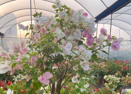 三角梅如何修剪长势旺盛