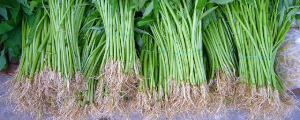 老根怎么保存不发霉