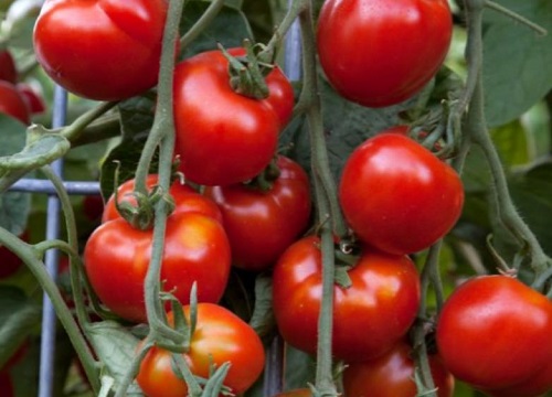 种植西红柿什么时候用磷酸二氢钾