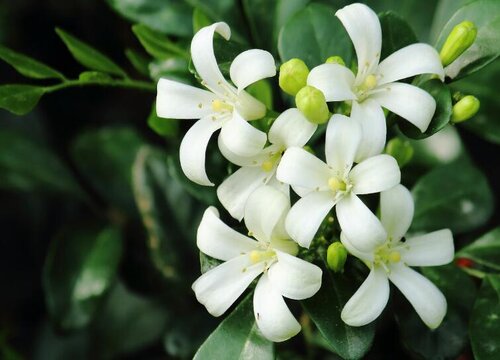 九里香怎么养才开花