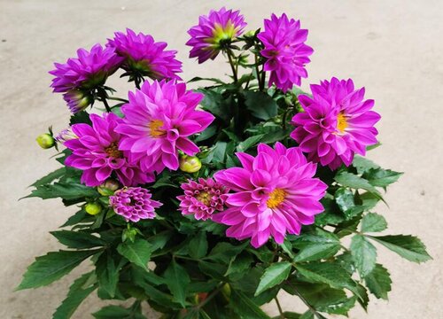 大丽花几月份种植最好