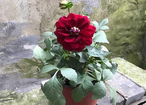 大丽花几月份种植最好