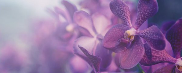 冬天室内怎样养好兰花