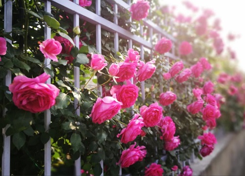 月季和月季的间隔距离