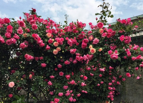 月季和月季的间隔距离