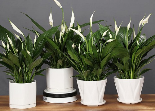 白掌烂尖是什么原因引起的