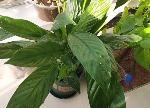 白掌烂尖是什么原因引起的