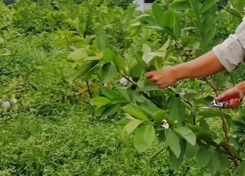 番石榴病虫害防治方法与技术措施