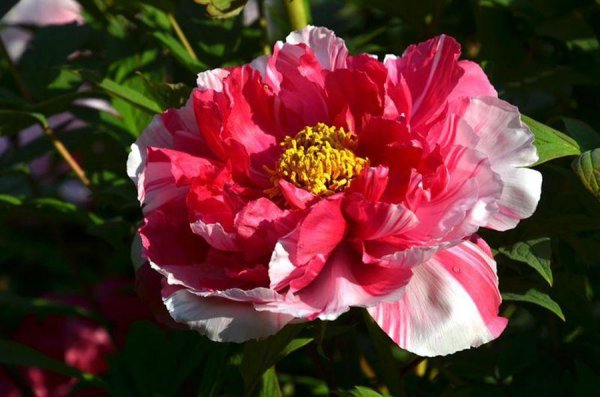 牡丹的品种及花名