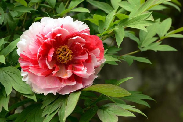 牡丹的品种及花名