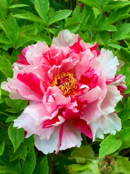 牡丹的品种及花名