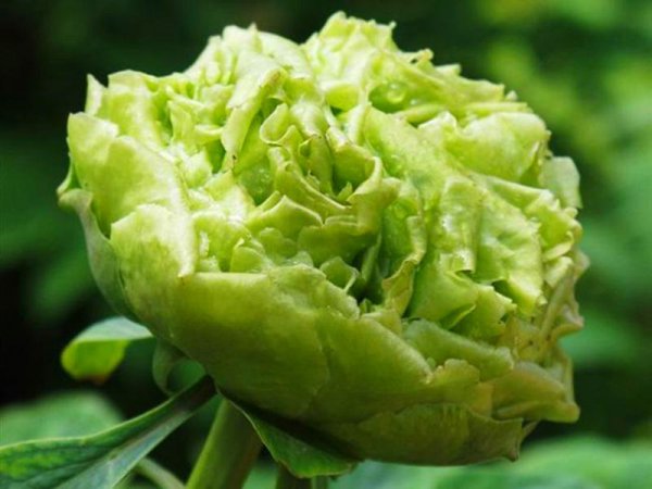 牡丹的品种及花名