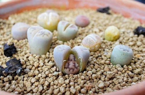 不花钱快速自制多肉土