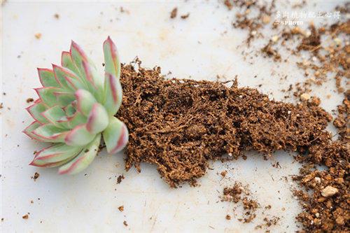 不花钱快速自制多肉土
