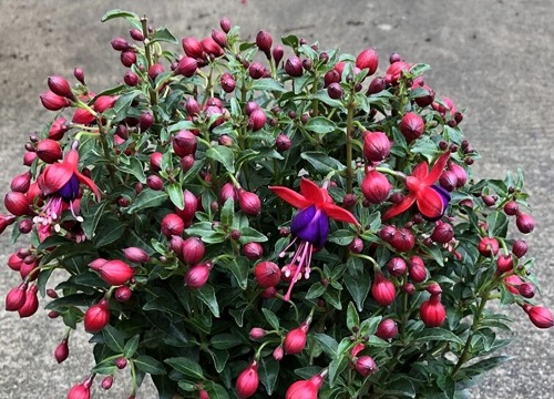 倒挂金钟怎么繁殖