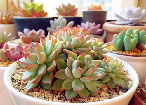 多肉对猫来说有毒吗