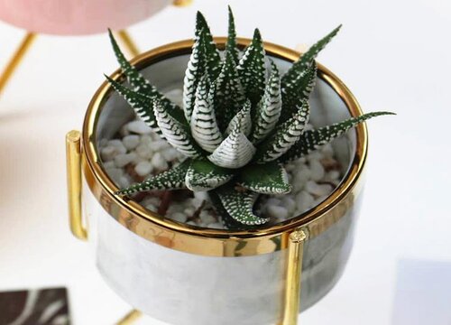 多肉对猫来说有毒吗