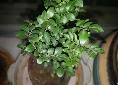 小叶紫檀树养在家里好不好