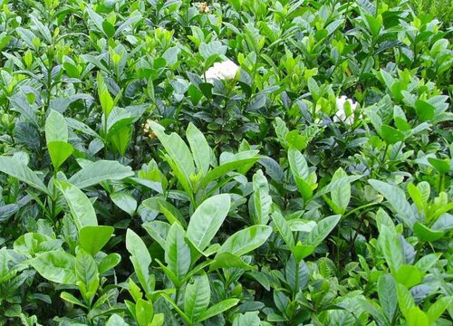 大叶栀子花一年开几次花