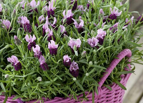 薰衣草可以泡水喝吗