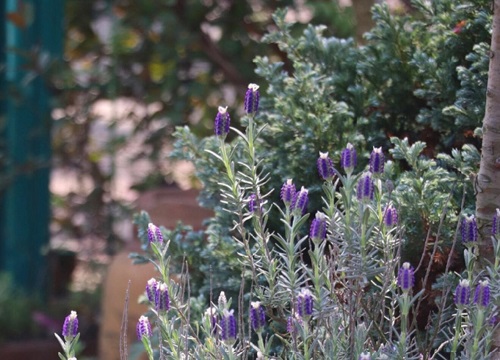 薰衣草可以泡水喝吗