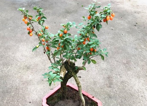 枸杞子树冬天能移栽吗