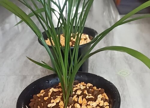 一颗普通的兰花价值有多大