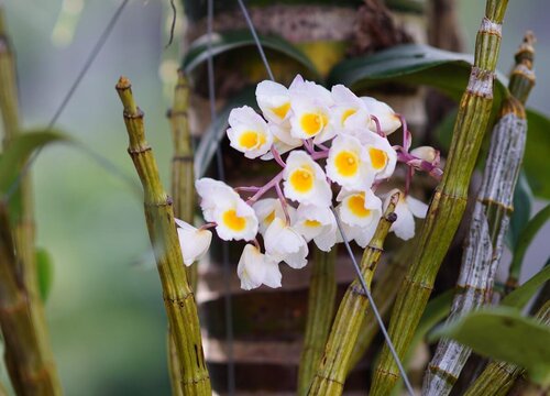一颗普通的兰花价值有多大