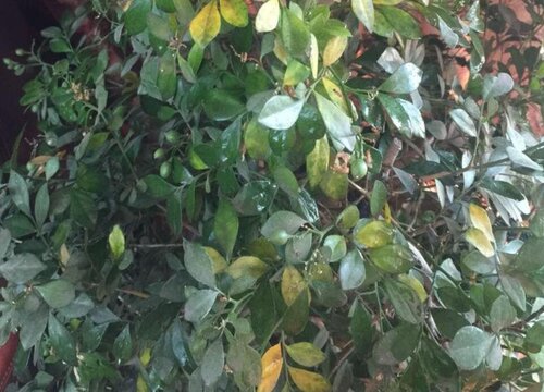 九里香黄叶是什么原因