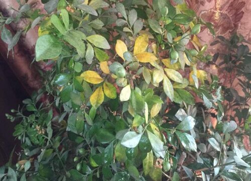 九里香黄叶是什么原因