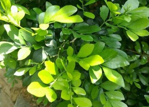 九里香黄叶是什么原因