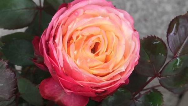 浪漫比克月季的优缺点