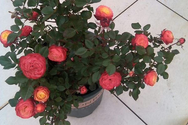 浪漫比克月季的优缺点