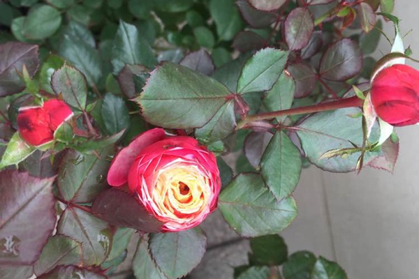 浪漫比克月季的优缺点