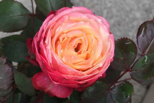 浪漫比克月季的优缺点