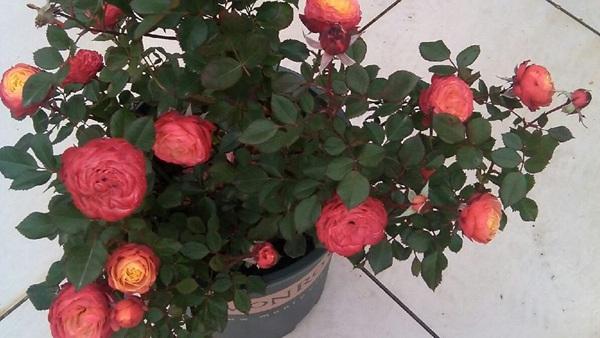 浪漫比克月季的优缺点