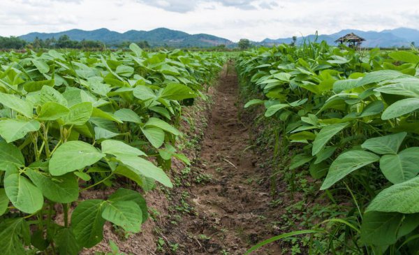 灭草松除草剂使用范围
