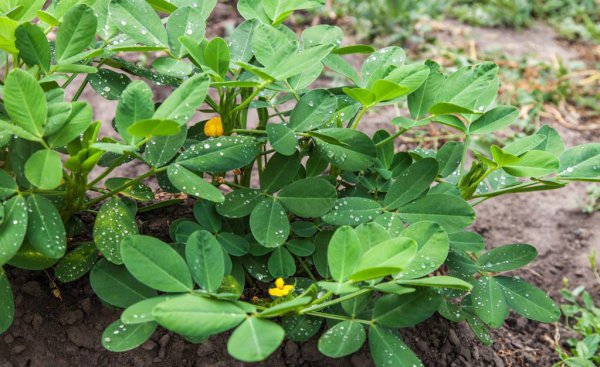 灭草松除草剂使用范围