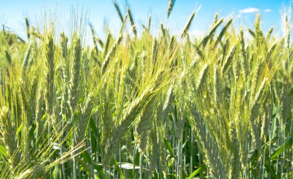 灭草松除草剂使用范围