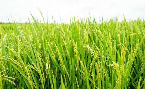 灭草松除草剂使用范围