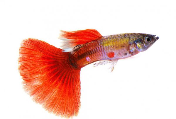 孔雀鱼难产怎么办能帮到它